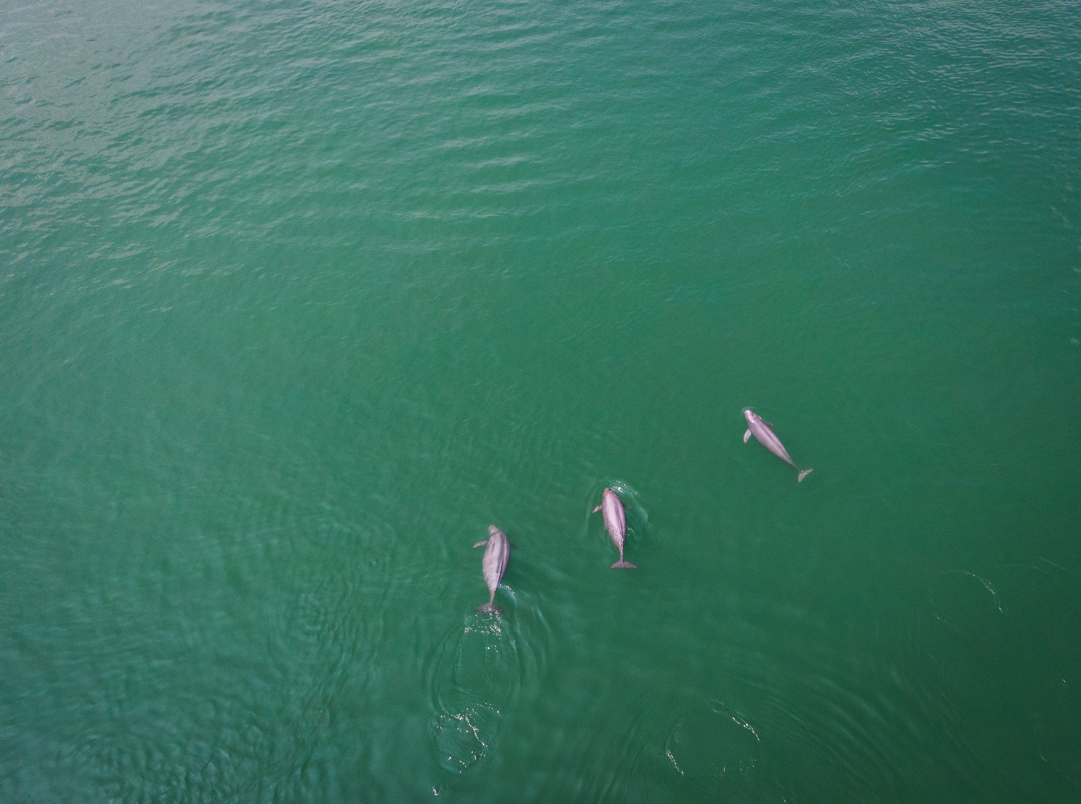 Critically Endangered Yangtze Finless Porpoise Spotted in China (PHOTOS)