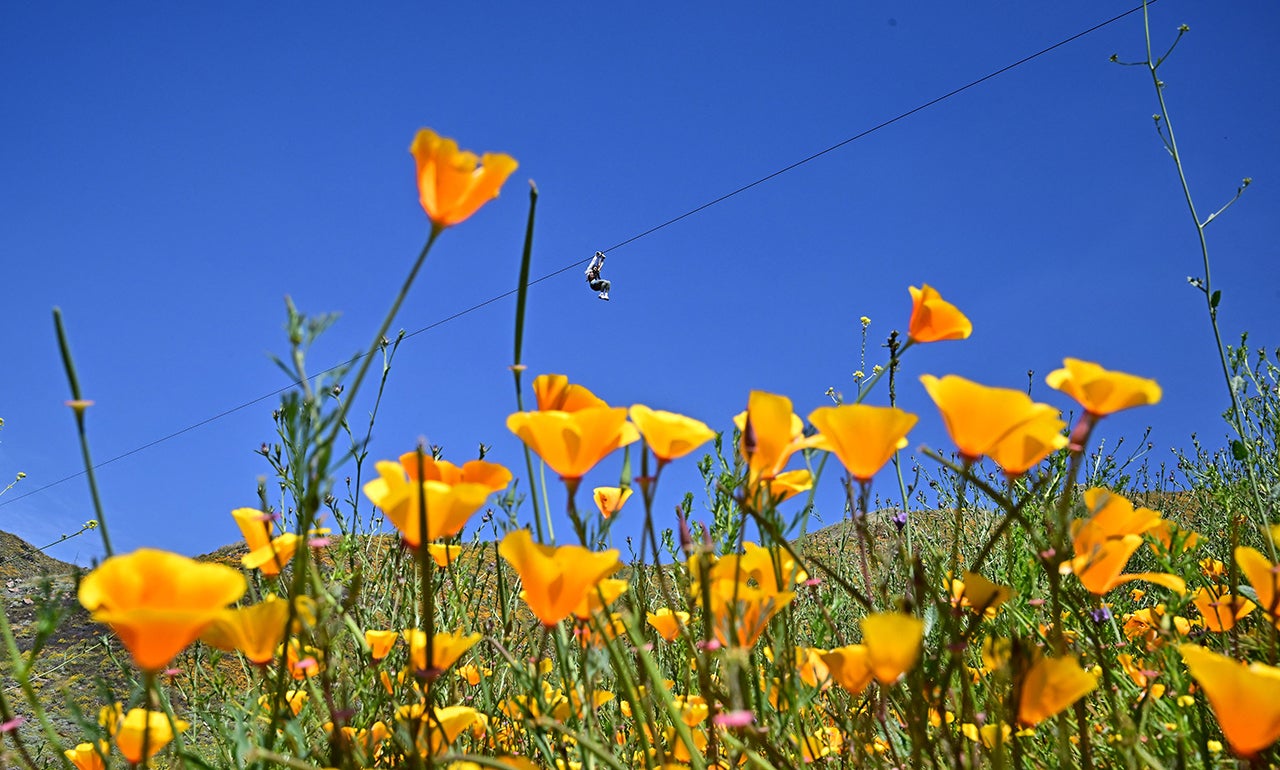 Visitors Can Zipline Through Wildflowers In California