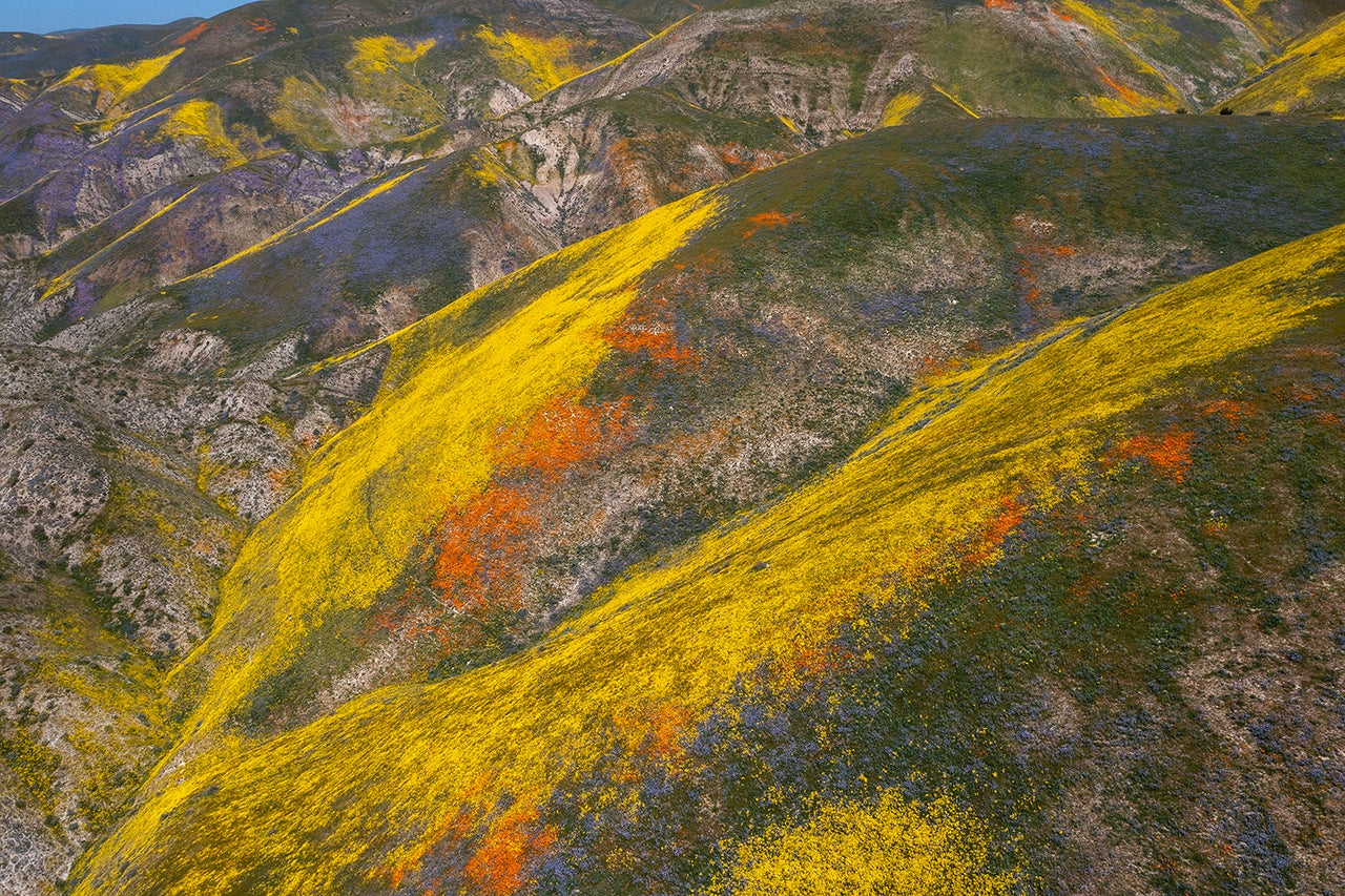 Here's Where Tourists Can See California's Superbloom