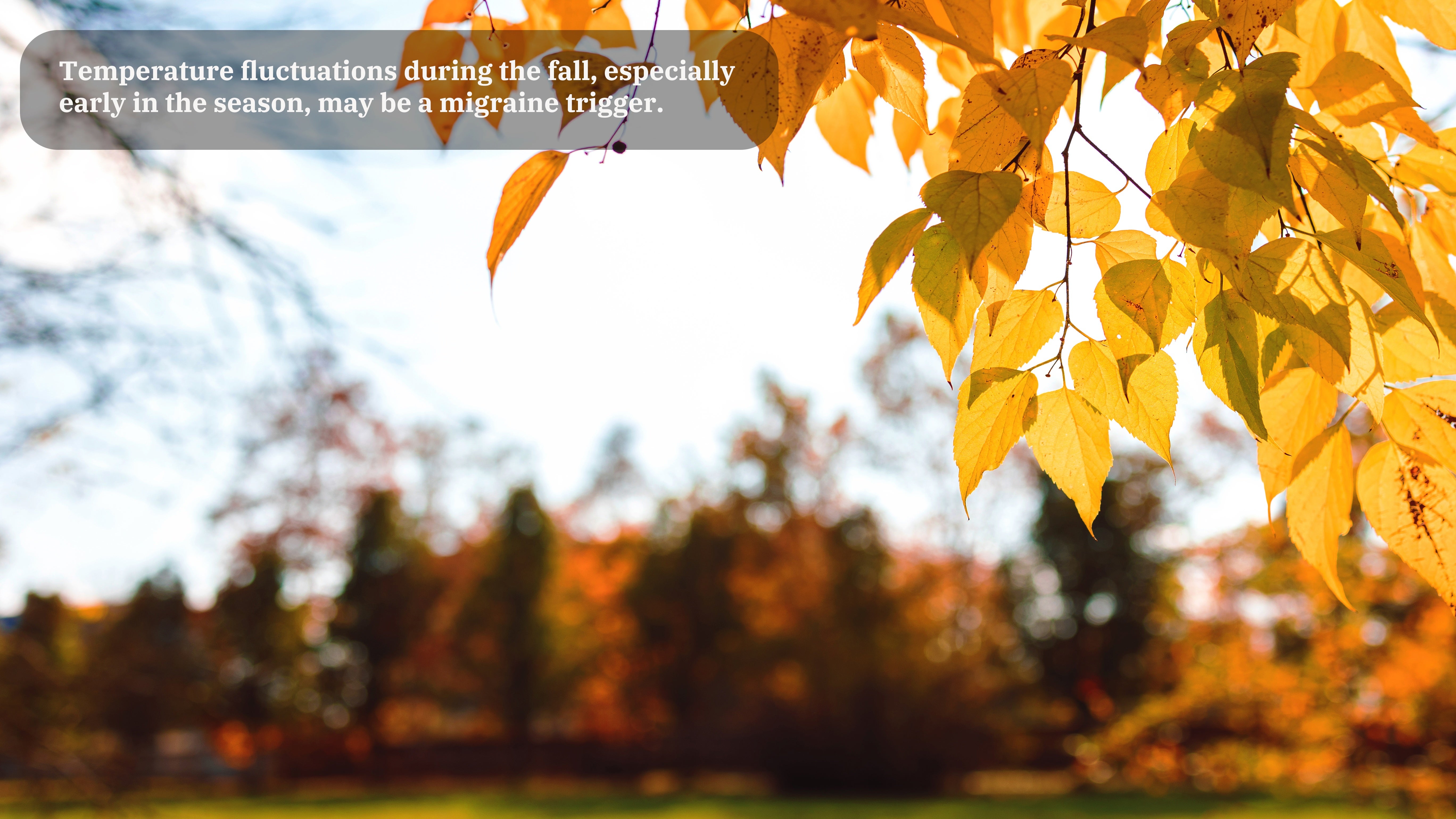 Yellow leaves on a branch dangle in the righthand corner of the photo and on the top, before a background of fall trees. A caption on this image reads, "Temperature fluctuations in the fall, especially early in the season, may be a migraine trigger."