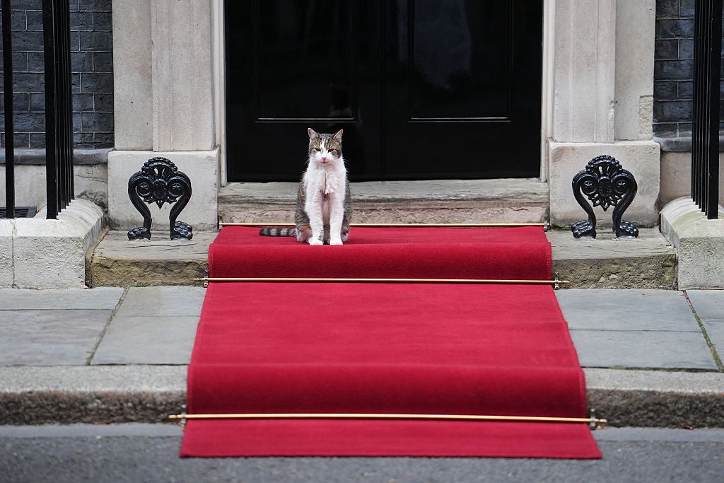 Larry The Cat, Chief Mouser To The Cabinet Office, Turns 18 