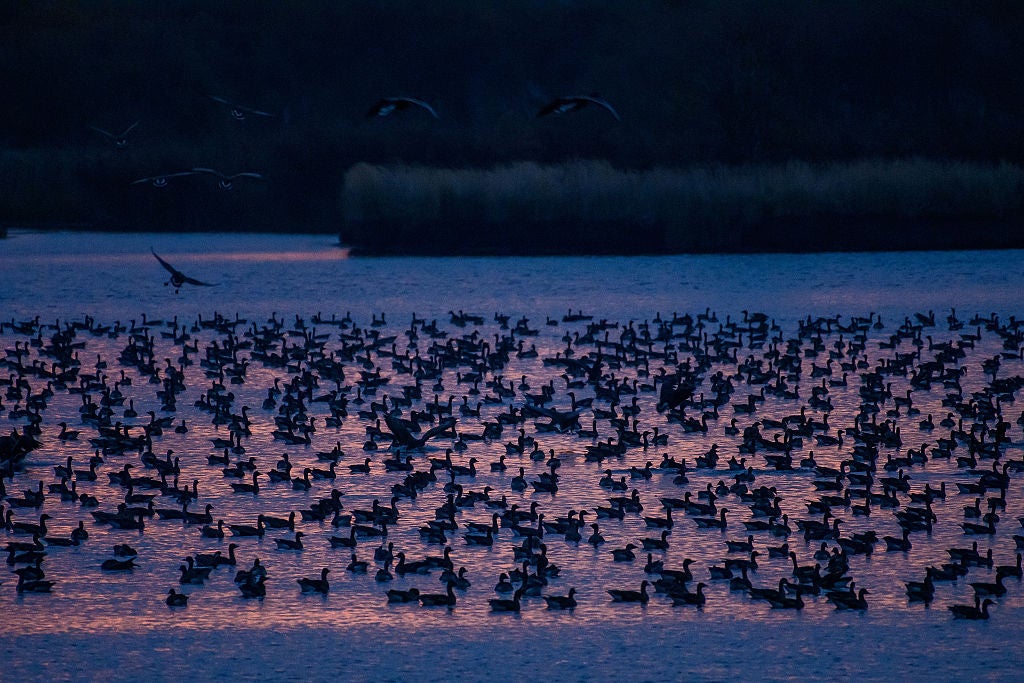 In Photos: Geese Migrate South Through Germany | Weather.com