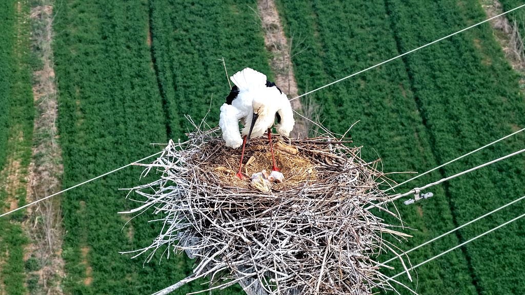 Stunning Drone Photos Capture Stork Raising Chicks High Atop Power ...