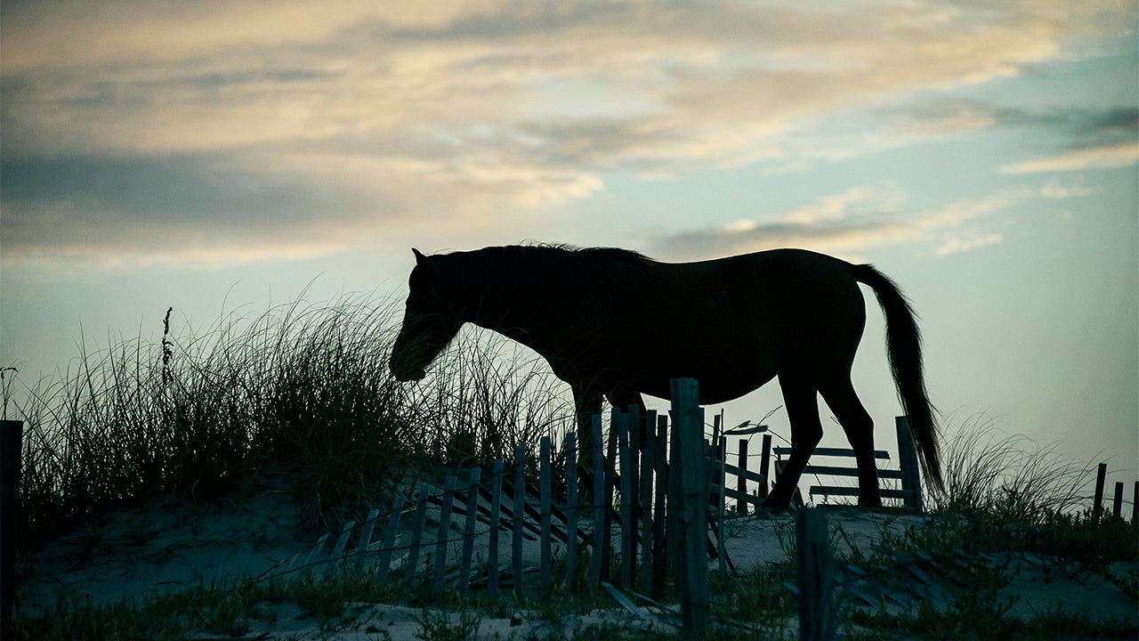 North Carolina&rsquo;s Wild Horses Rely On Instinct &mdash; Not Human Intervention &mdash; To Weather Florence