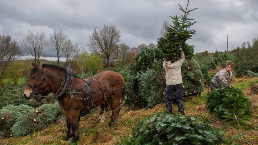 Christmas Tree Syndrome Is Here to Put a Damper on Your Holiday Season