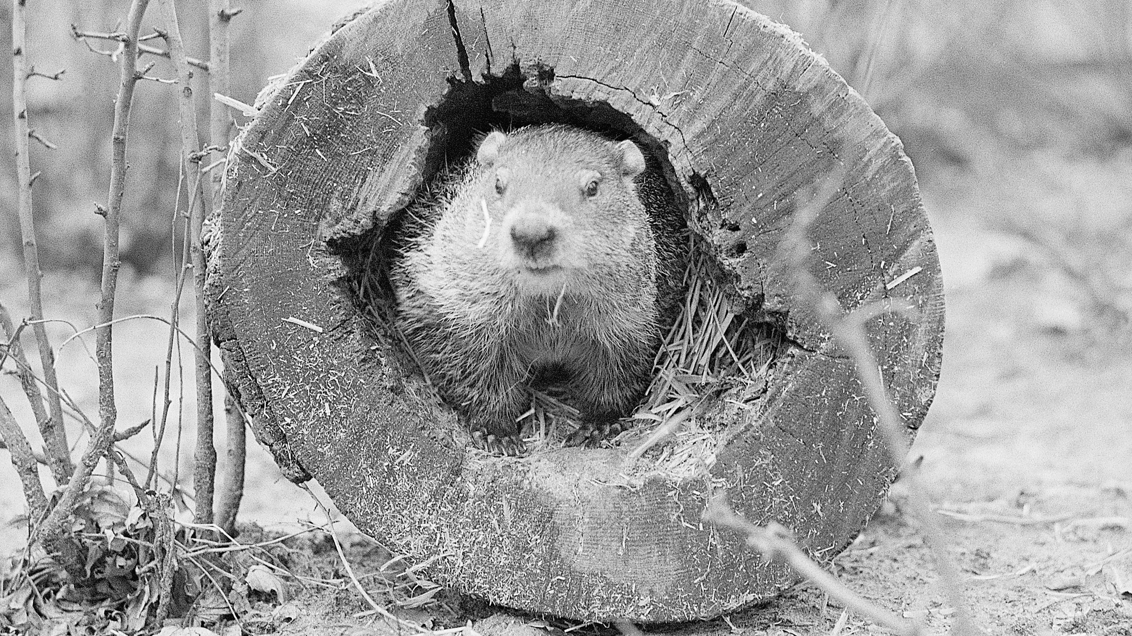 Groundhog Day: How One Of America's Weirdest Traditions Came To Be (PHOTOS)