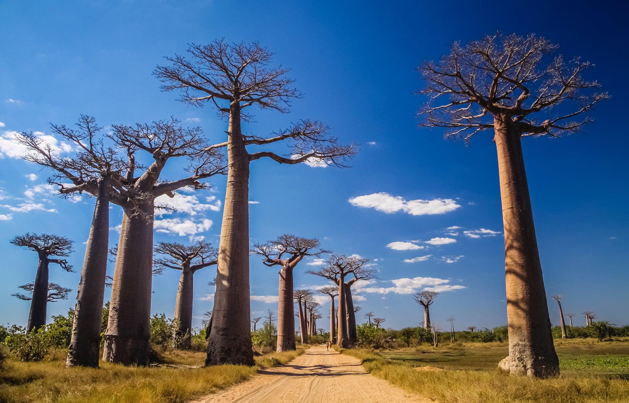 Where In The World Is The Avenue Of The Baobabs? | Weather.com