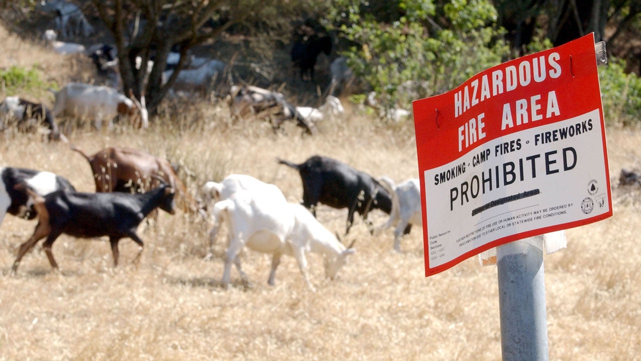 Grass-Munching Goats Doing Their Part to Prevent Wildfires in California