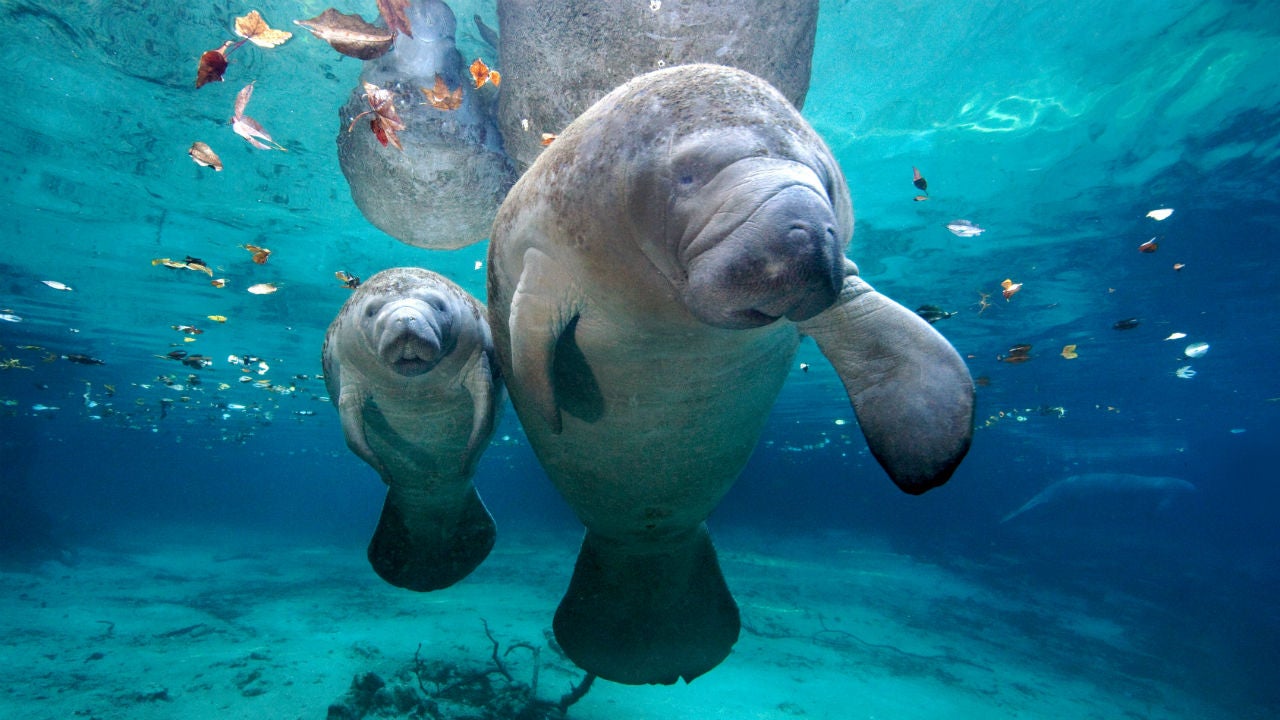 Florida Manatee Status Changed to 'Threatened' As Congress Targets