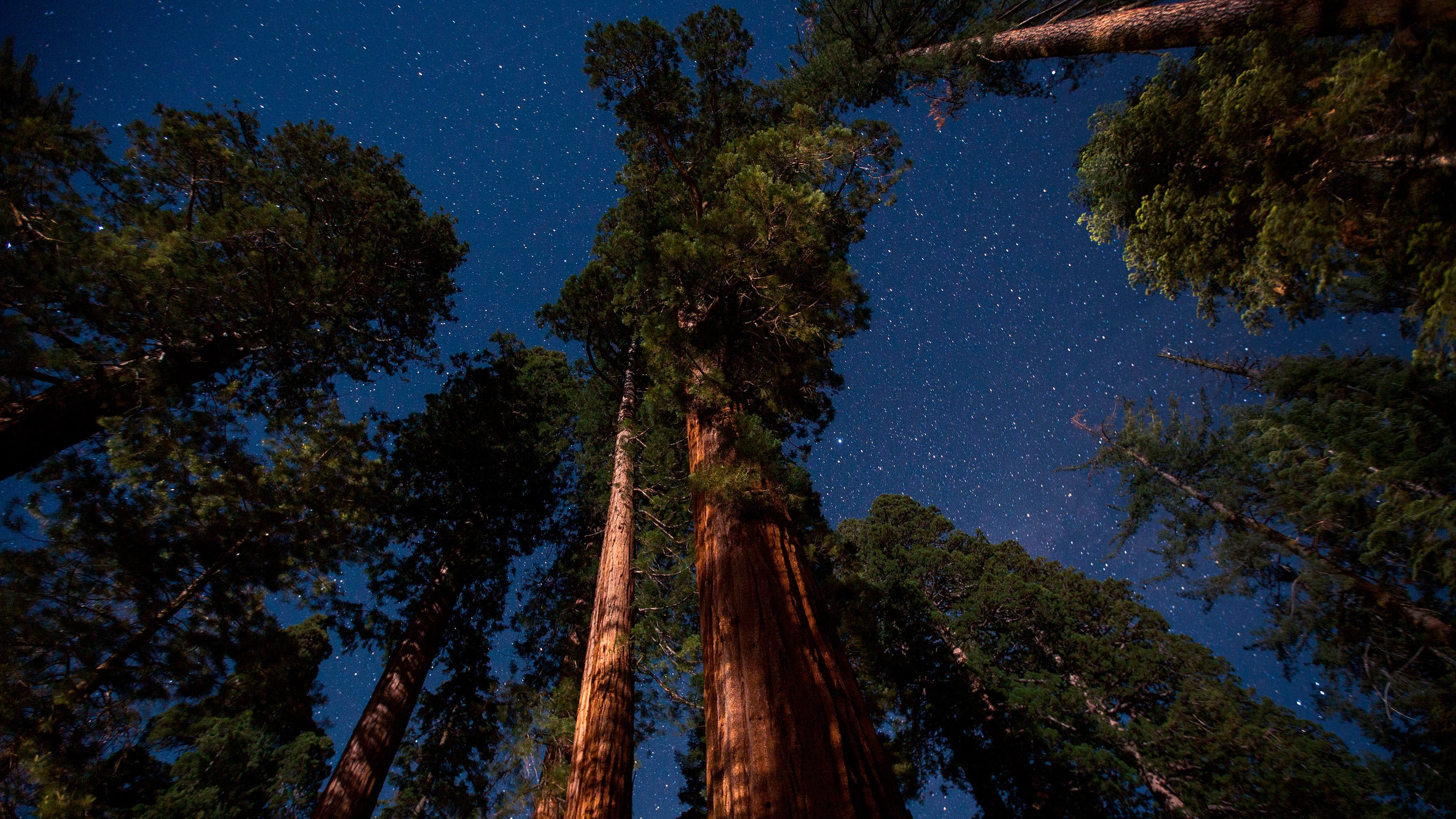Mariposa Grove's Giant Sequoias in Photos