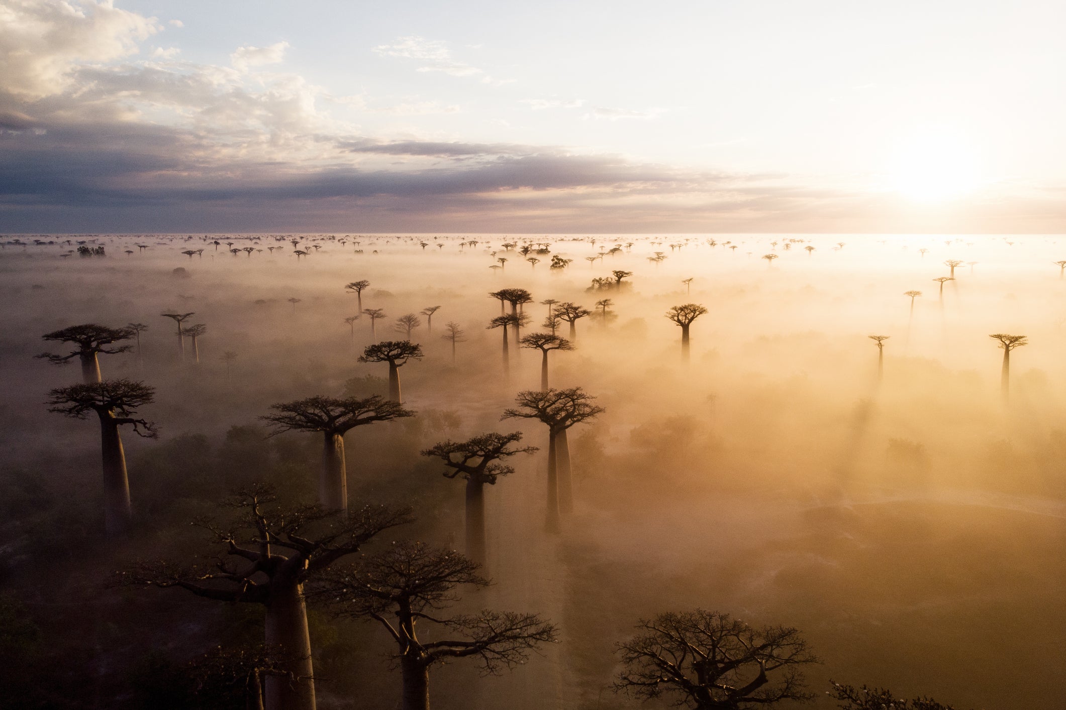 Where In The World Is The Avenue Of The Baobabs? | Weather.com