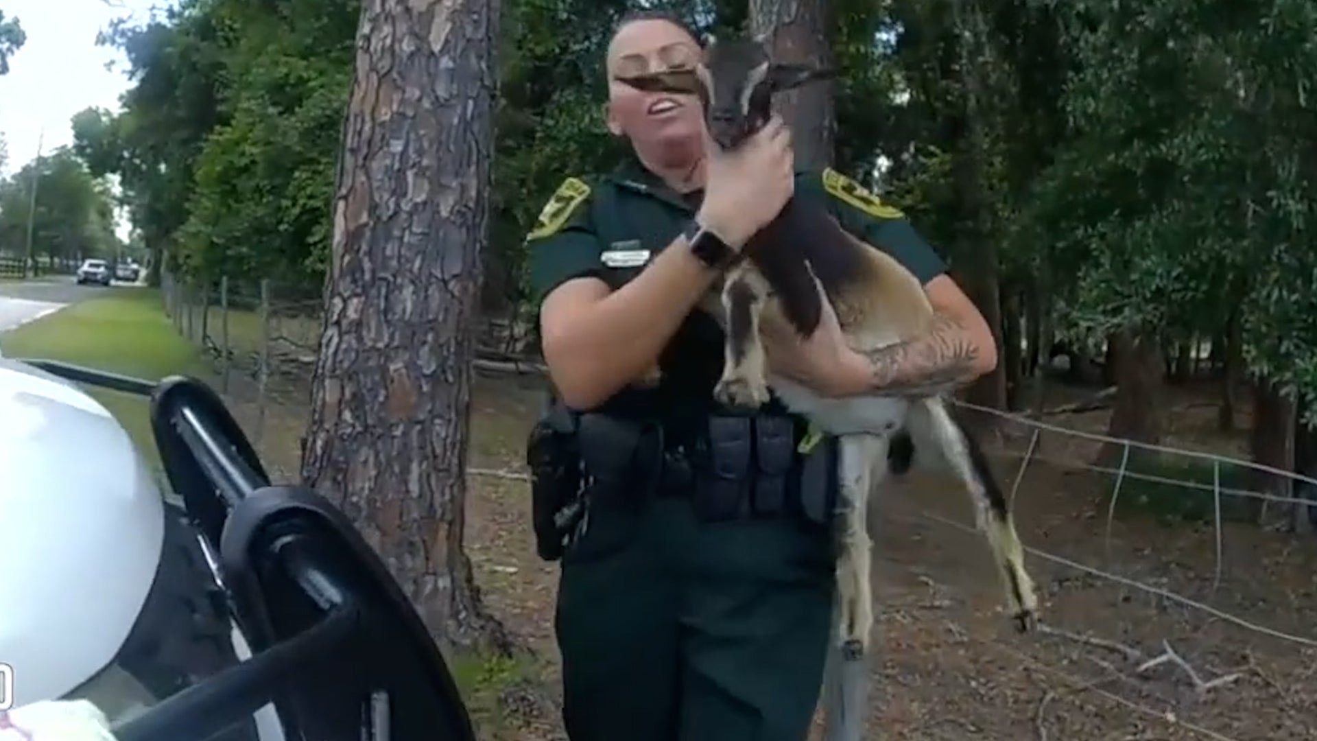 Escaped Goat Leads Florida Deputies On Hilarious Chase