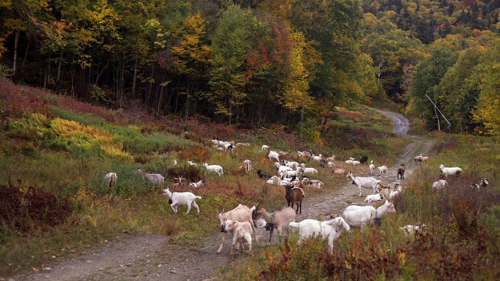 goats