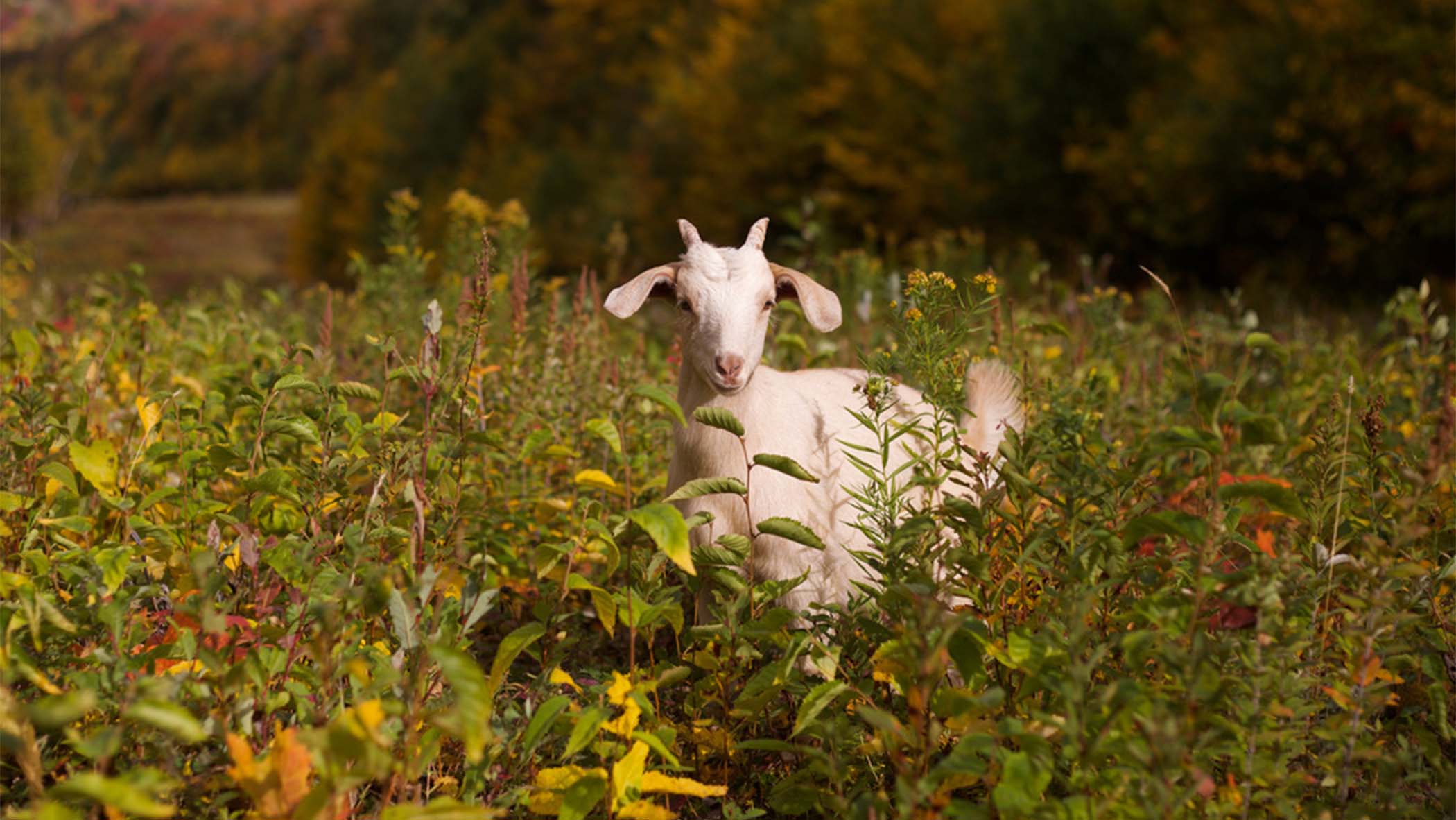 Livestock Landscaping: Vermont Ski Areas Employ Goats And Sheep To Clear The Slopes