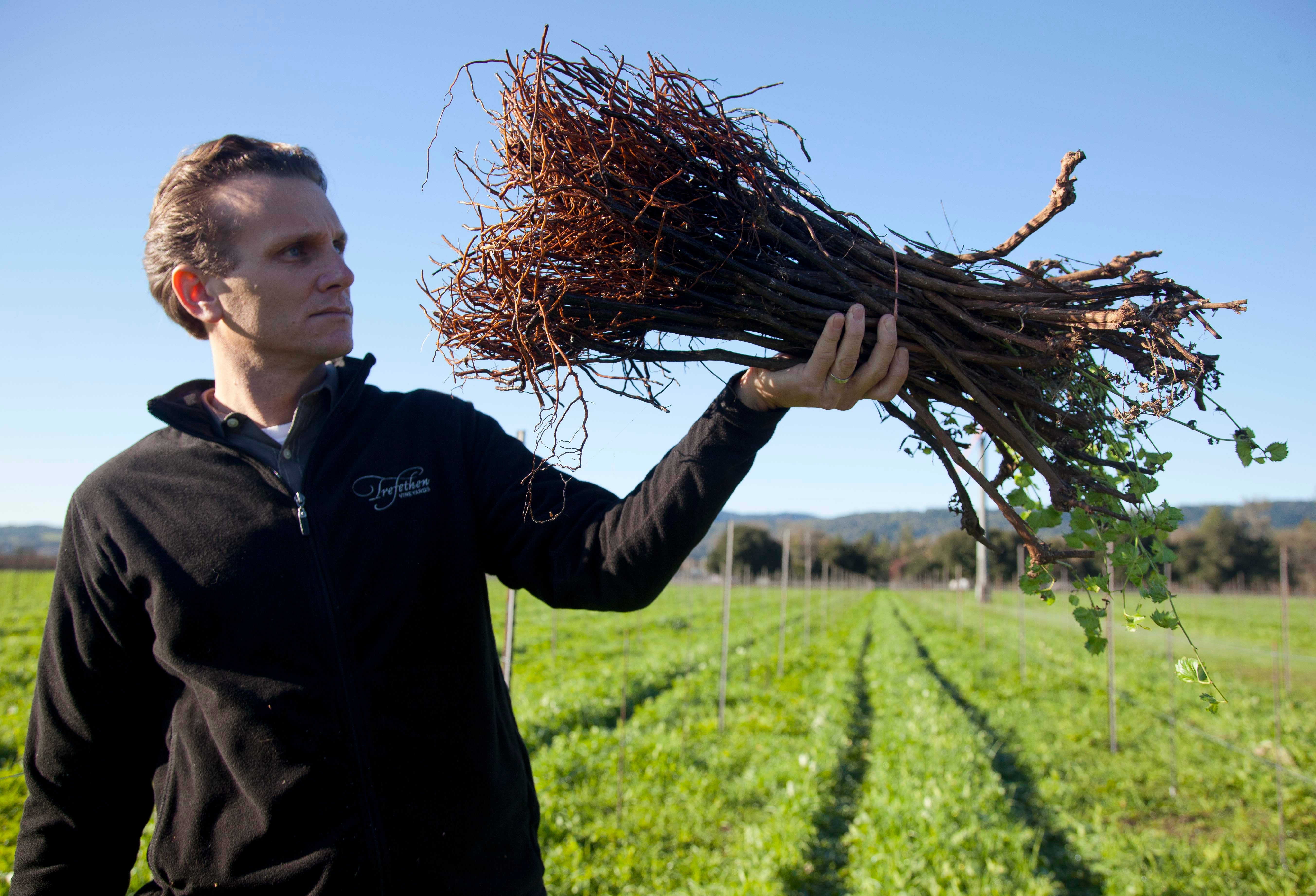 Napa Do-Over Prompts Grape Plant Shortage