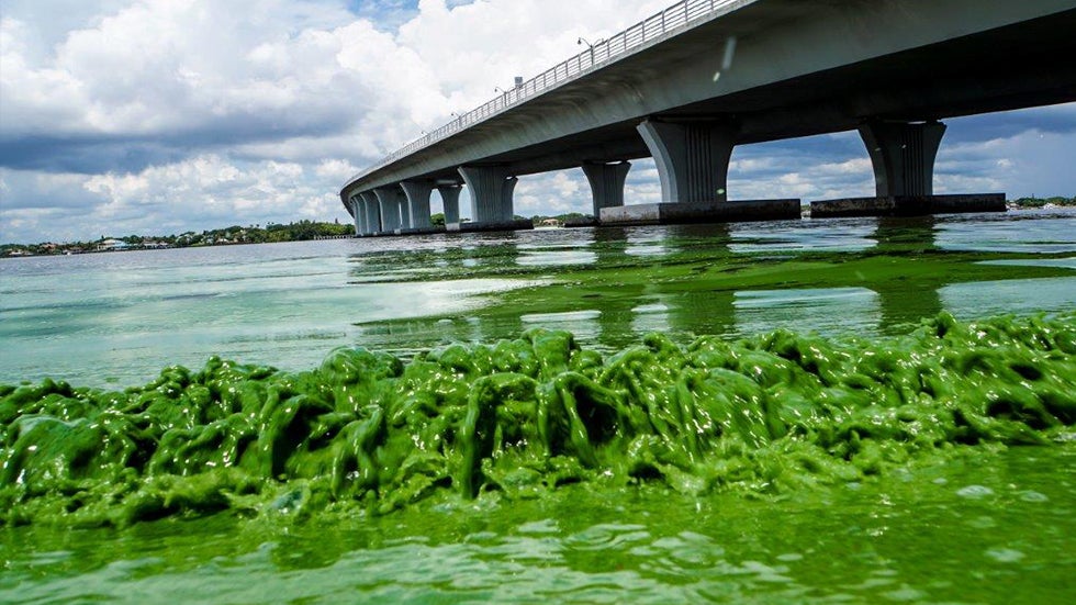 Toxic Algae Bloom Problems Go Beyond Florida The Weather Channel