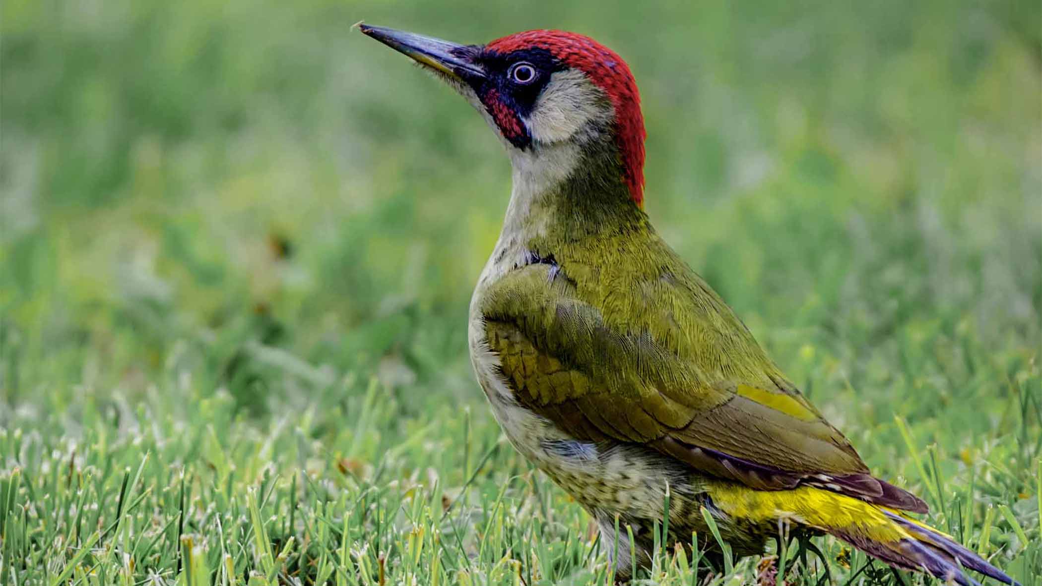 greenwoodpecker.jpg