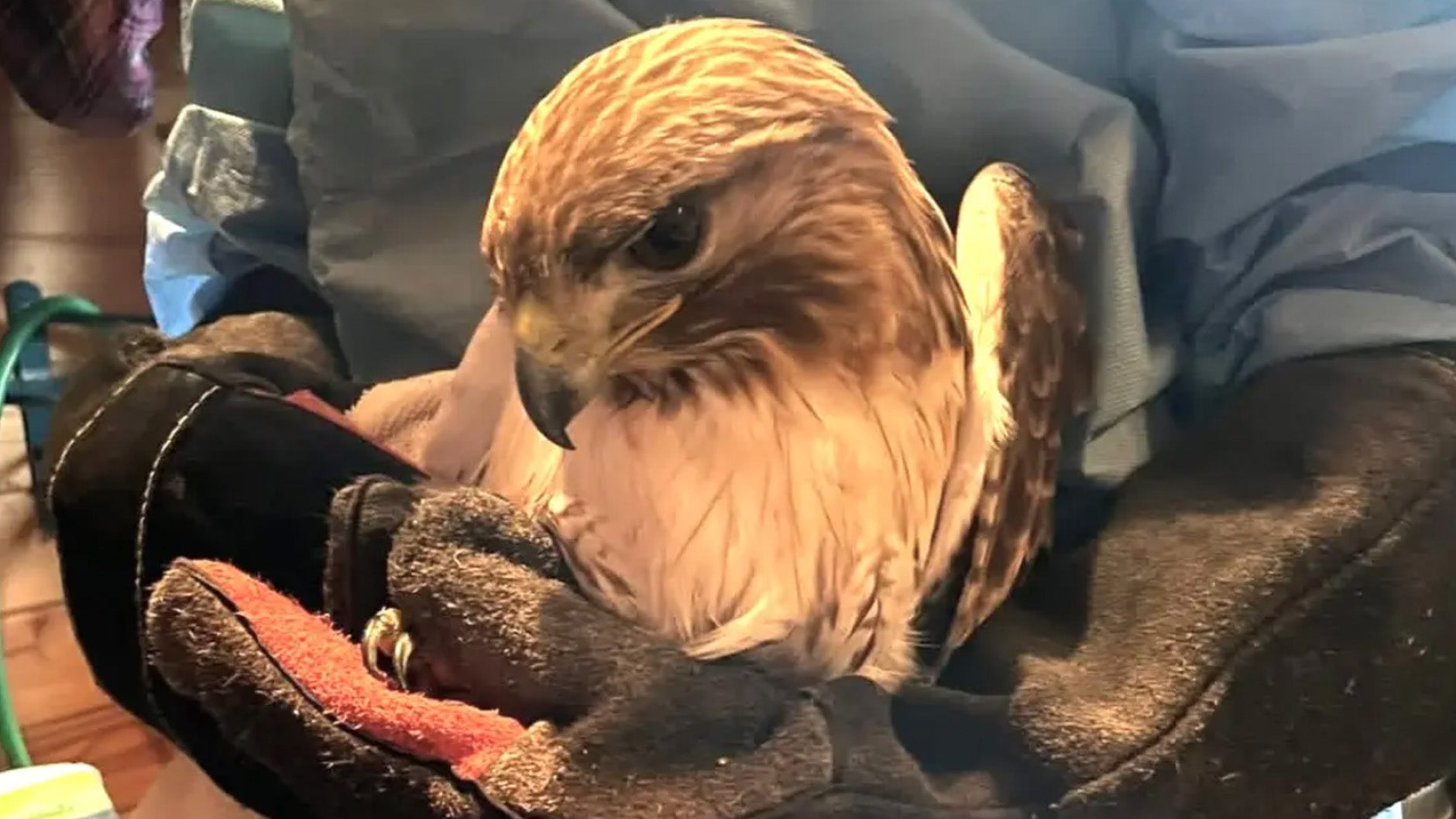 Hurt Hawk Shows Signs Of 'Feisty' Recovery At Pennsylvania Wildlife ...