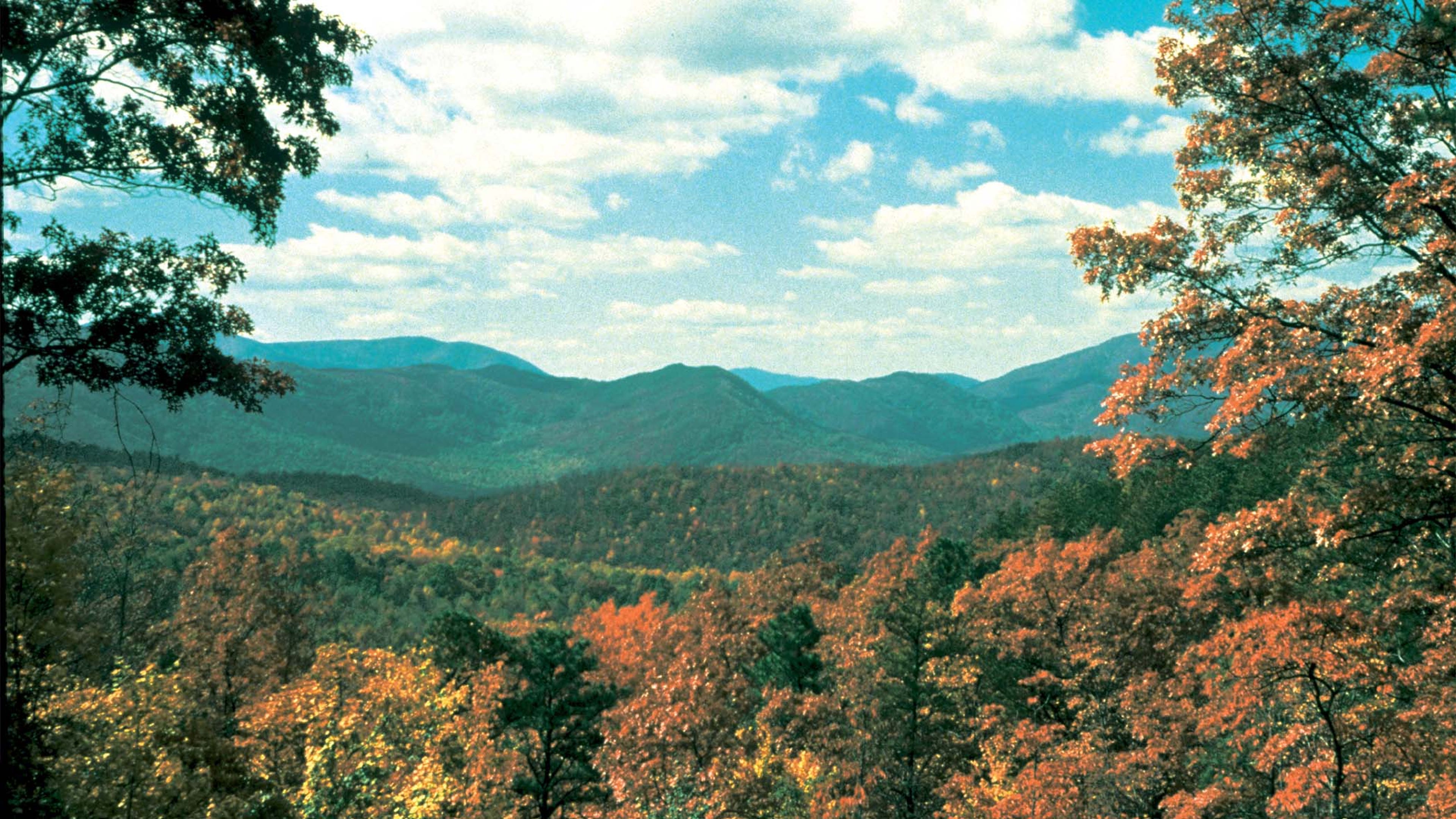 fall foliage