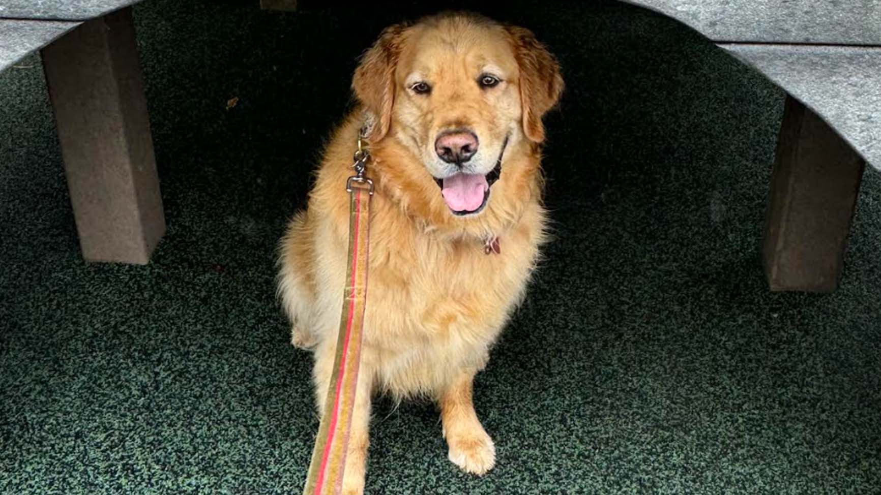 Weather Buddies: 'Hogan'