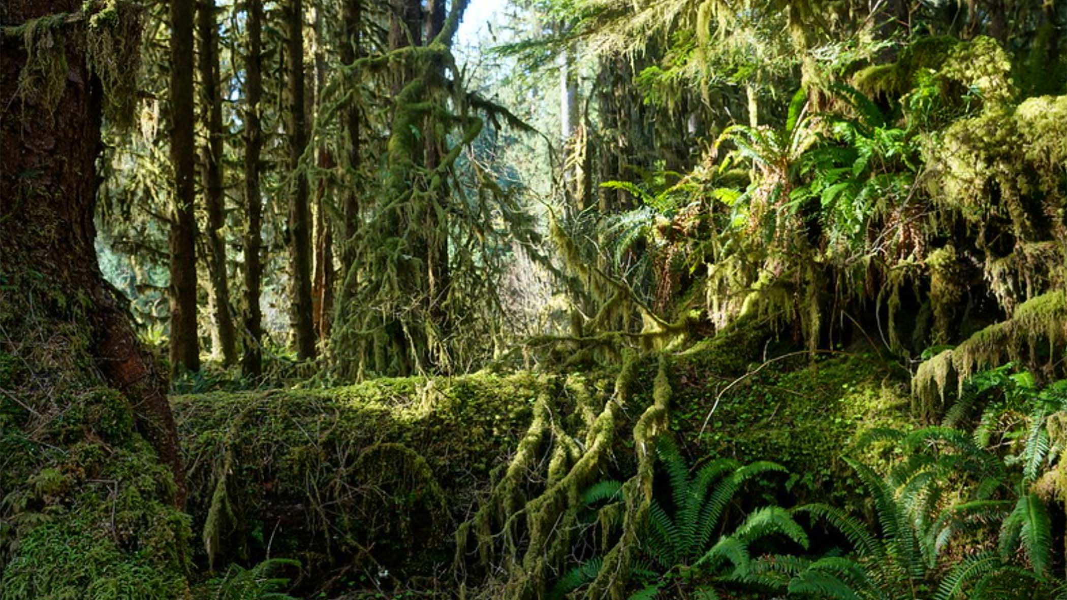 mossy trees and a fallen log