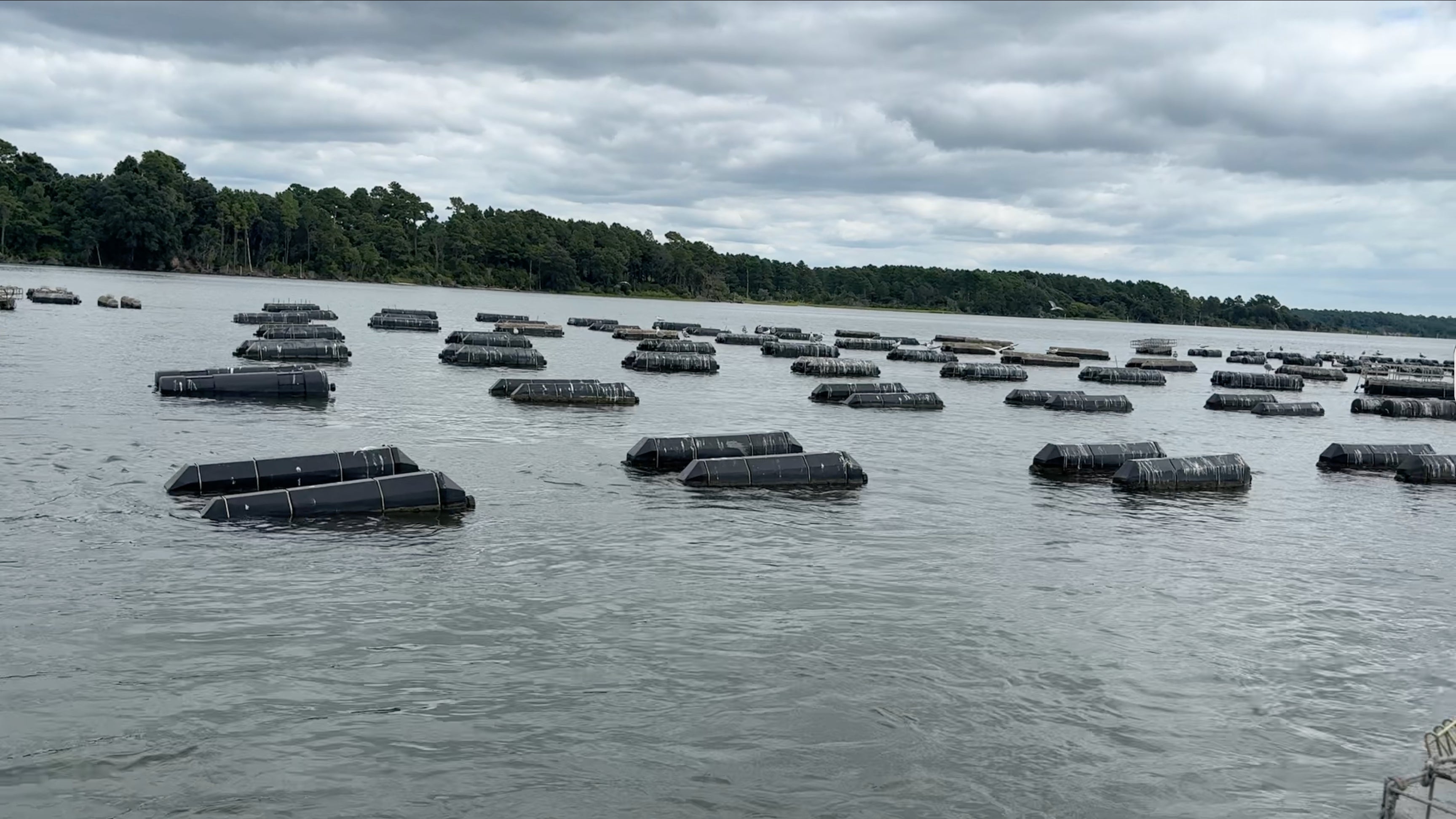 How Hurricanes Could Mess Up Your Favorite Seafood Delicacy