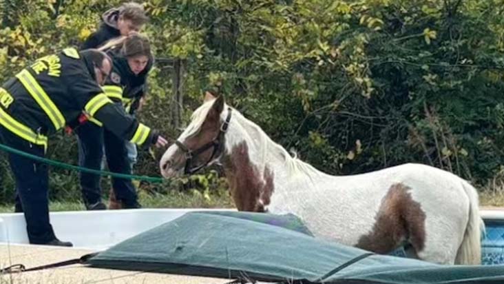 First Responders Rescue Blind Horse Stuck In Neighbor's Pool