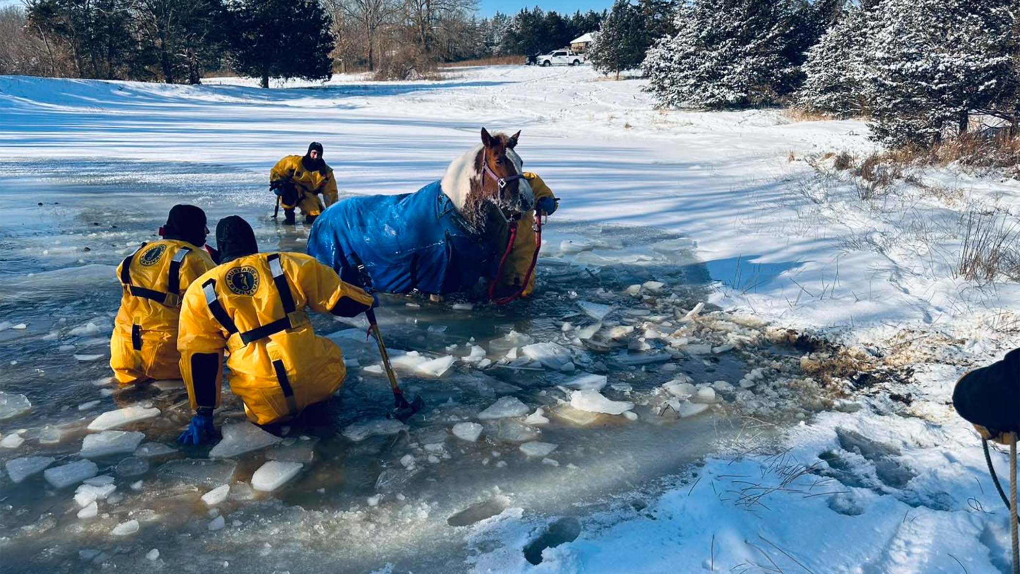 horses in icy pond