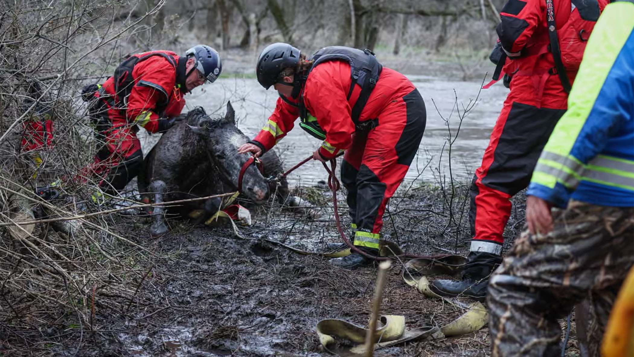 horse rescue