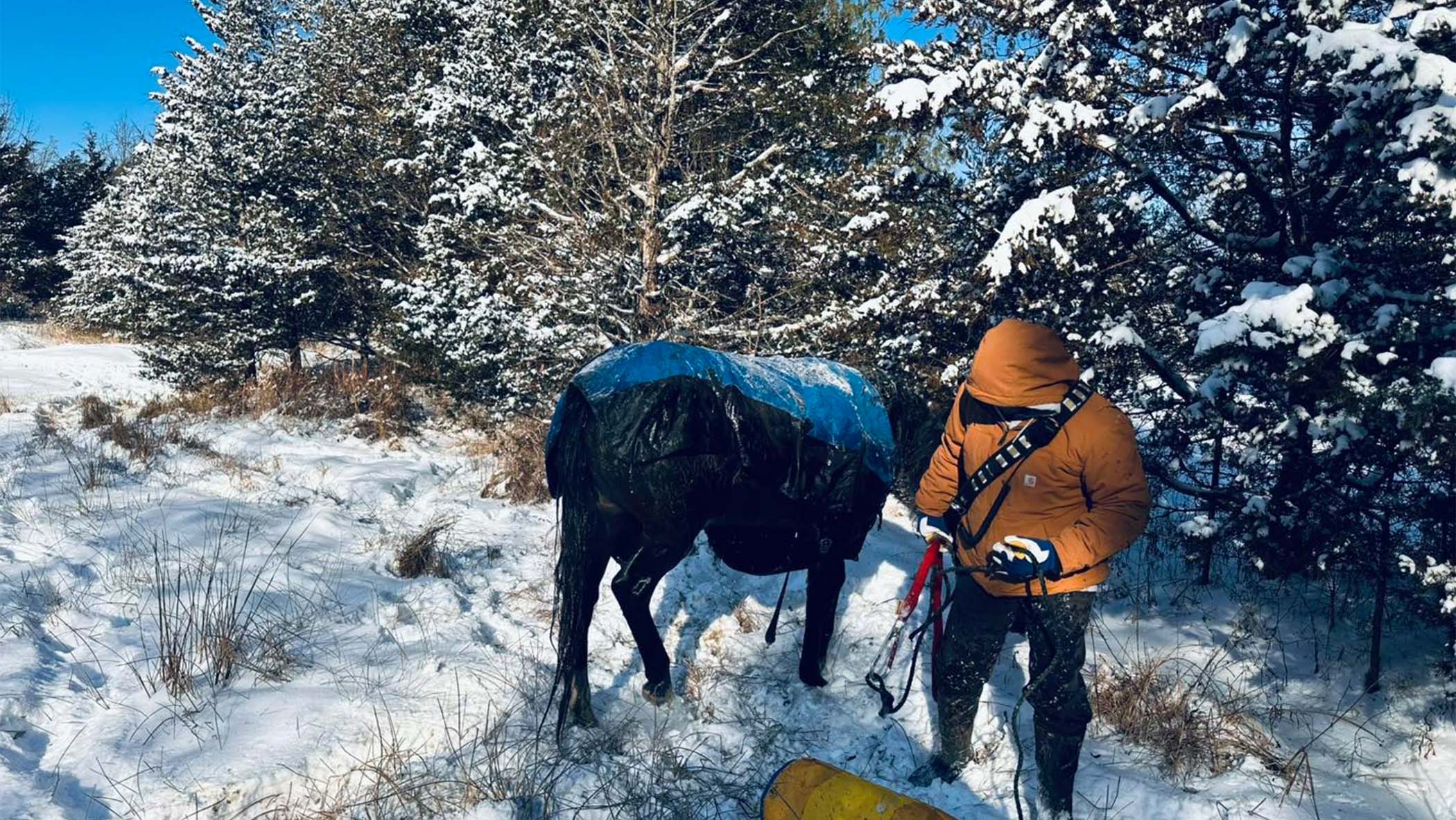 horses in icy pond
