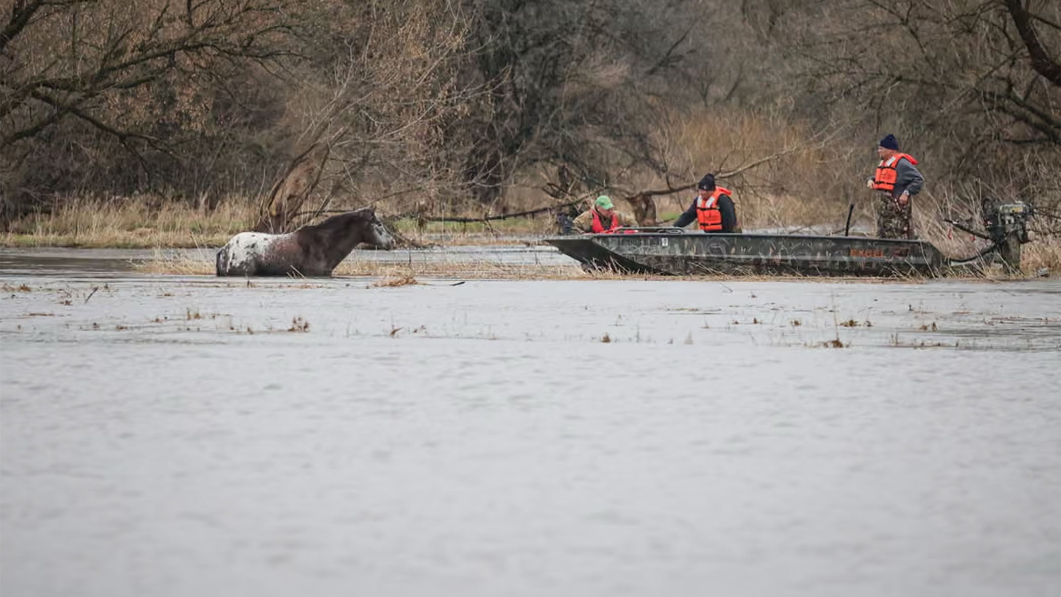 Community Comes Together To Rescue Flood-Swept Horse