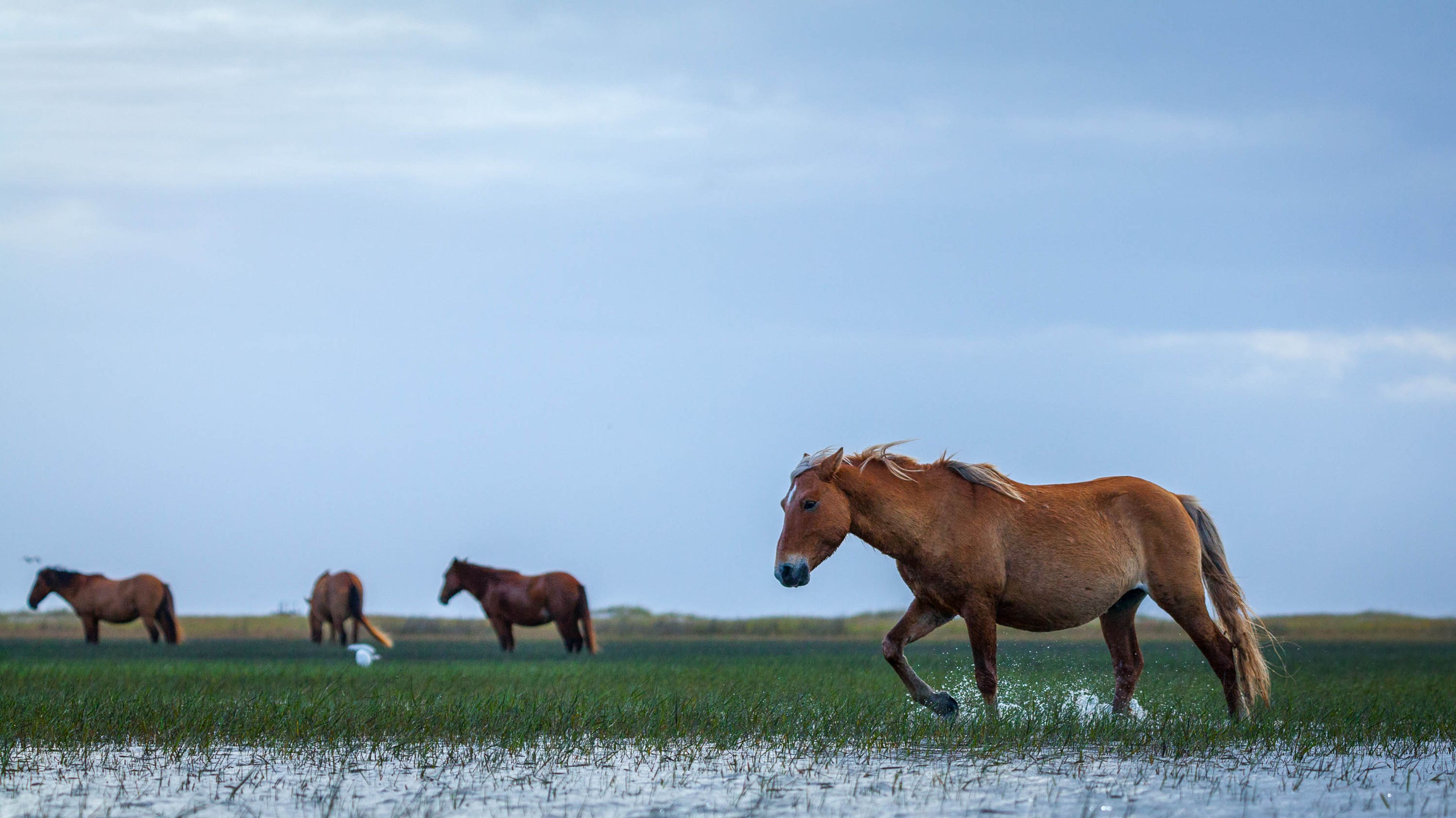 Did the Wild Horses Survive Hurricane Dorian: Shocking Truth Revealed
