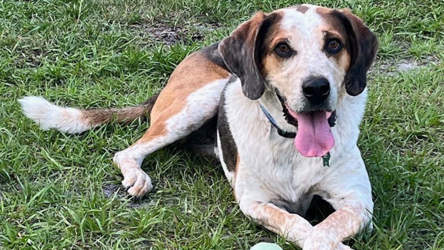 Weather Buddies: 'Hoss'