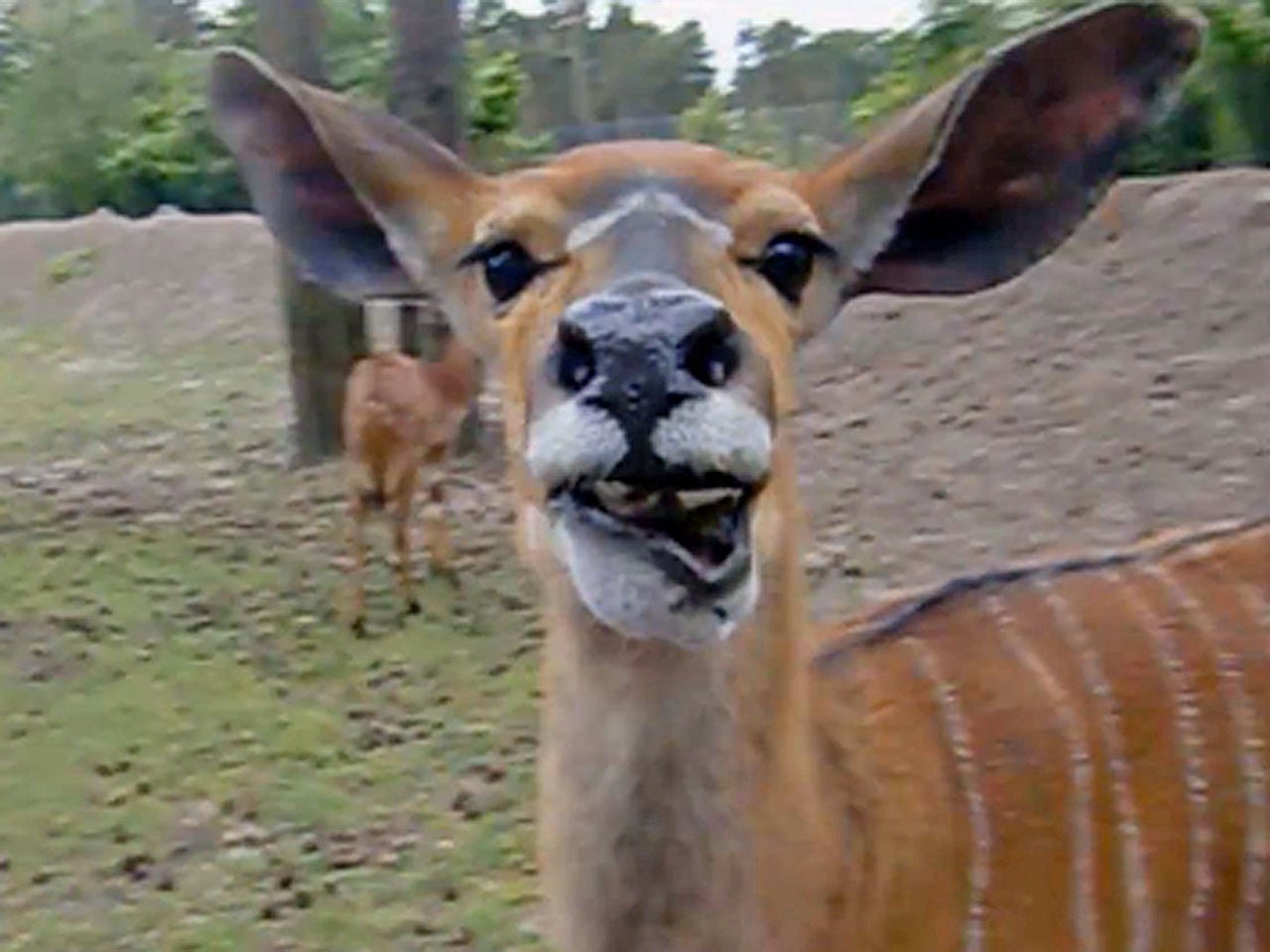 Funny Antelope Says, "Huh?" The Weather Channel