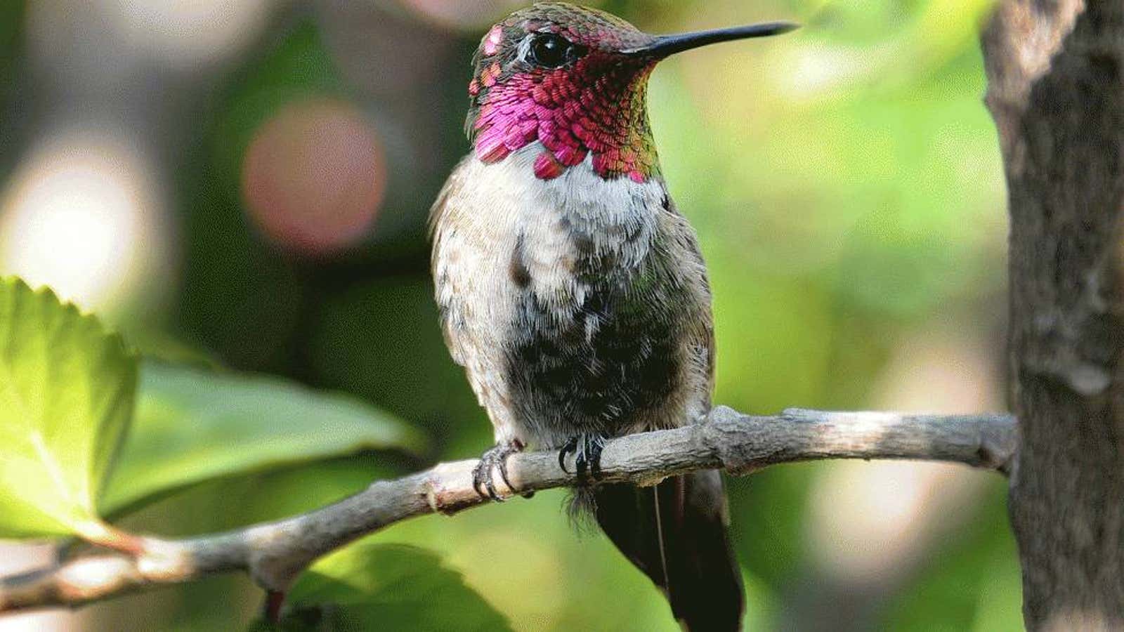 Hummingbird In Fall Fall Hummingbird Migration: What You Need To Know | Weather.com