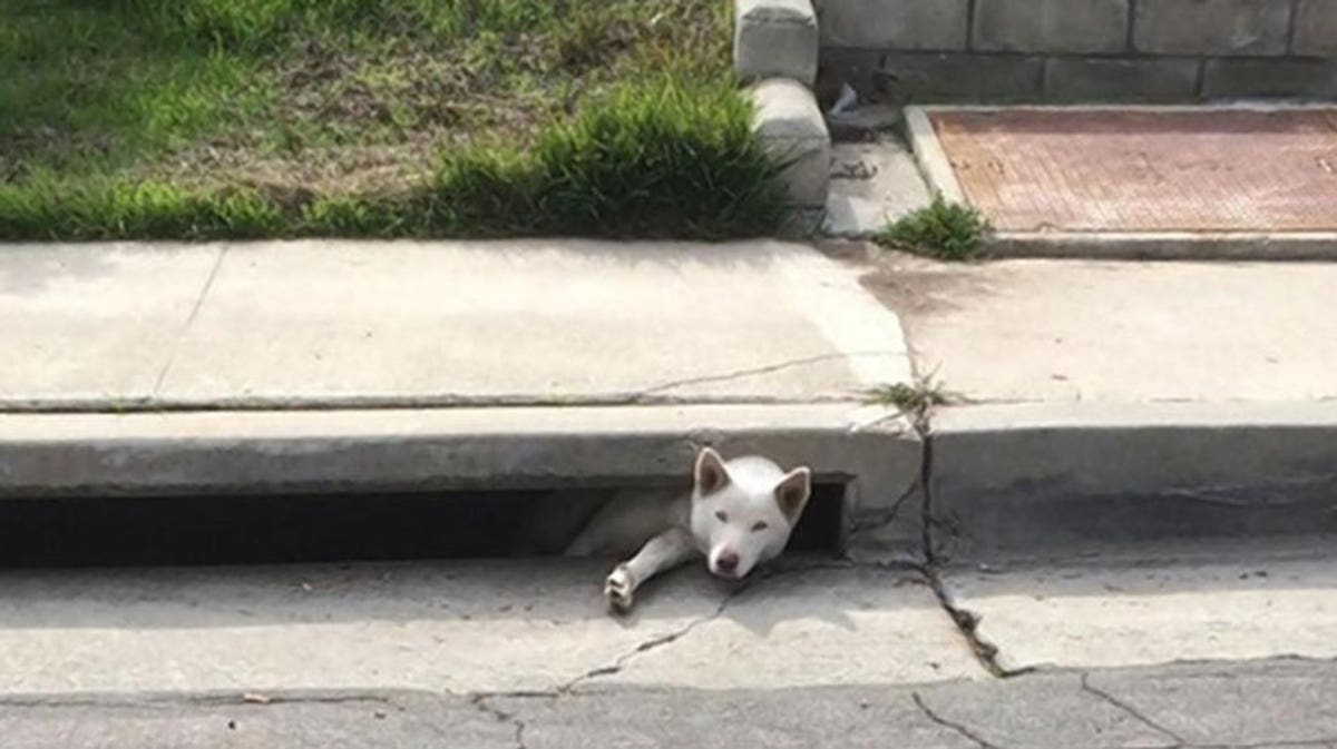 Siberian Husky Rescued From San Diego Storm Drain, Reunited With Owners