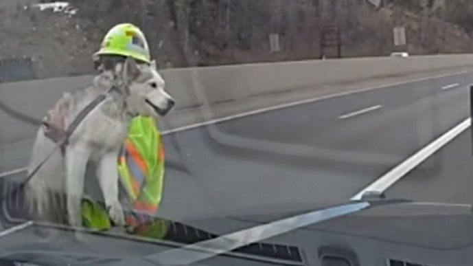 Highway Heroes Rescue Lost Husky In Colorado
