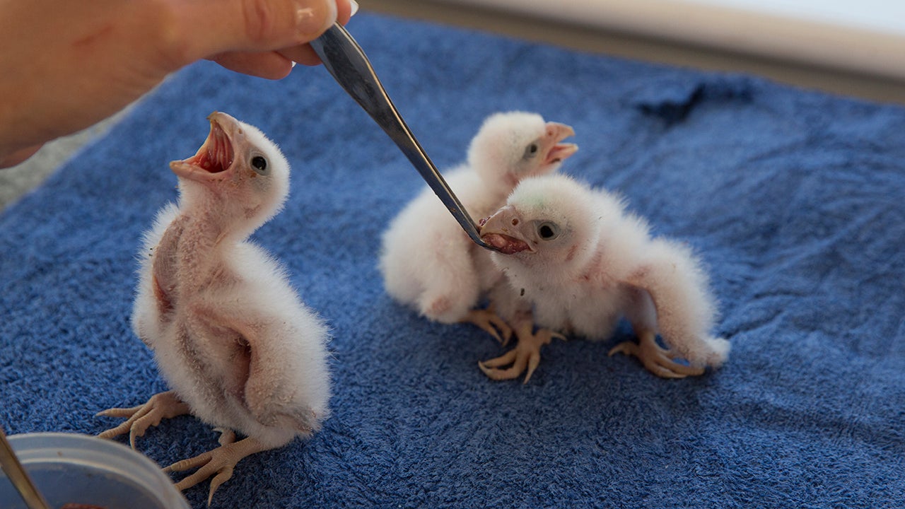 Inside the World's Oldest Center for Birds of Prey (PHOTOS)