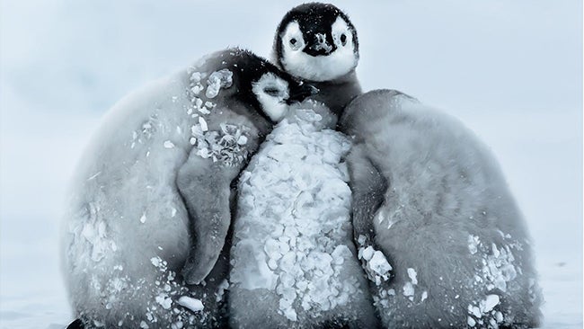 baby penguins cuddling