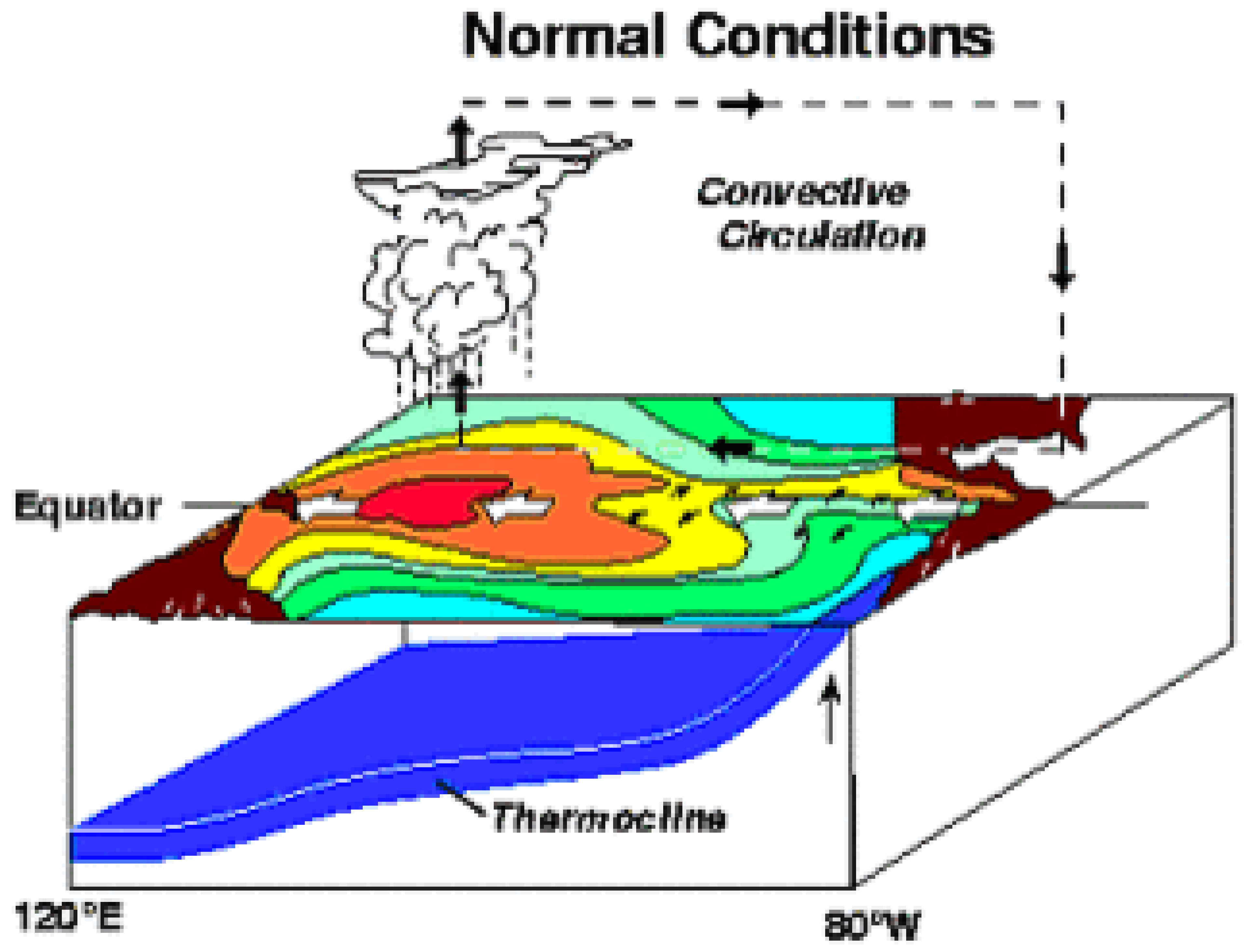 Schematic comparison of sea-surface temperature and most persistent rain/thunderstorm locations in neutral vs. El Nino conditions in the equatorial Pacific Ocean. 