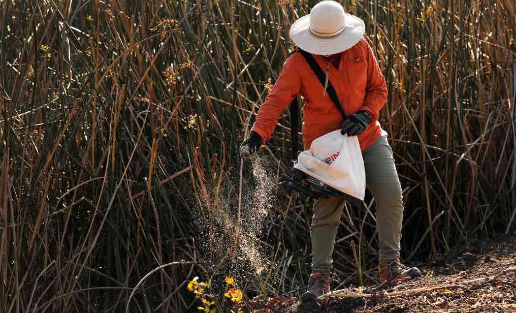 Why The US Has A Shortage Of Native Seeds
