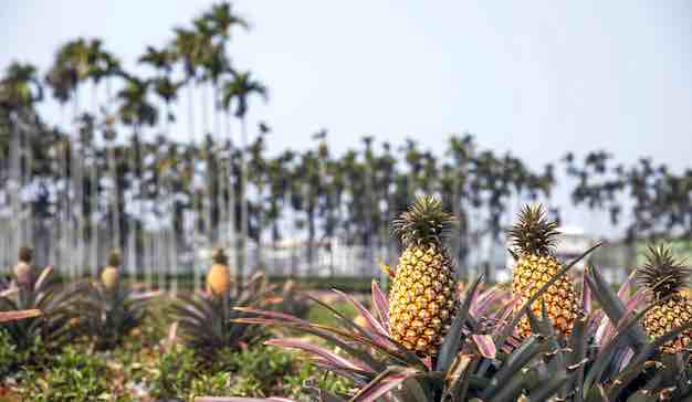 Tropical Fruits Are Vulnerable To Climate Change