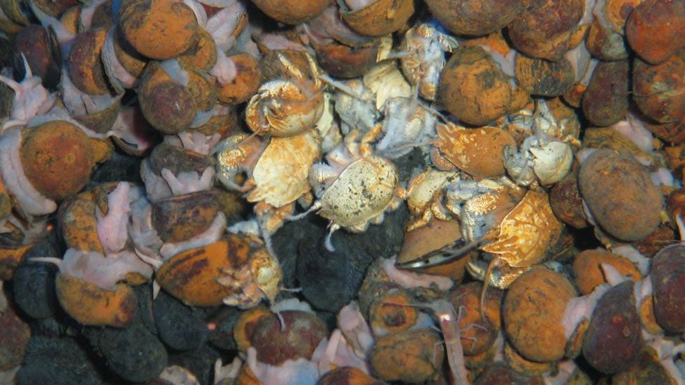 The Microbiomes Of Deep Sea Hydrothermal Vents Distributed Globally Shaped Locally Nature Reviews Microbiology