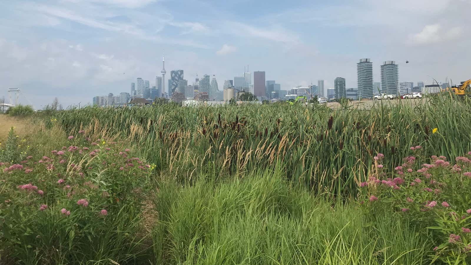Century-Old Wetlands Spring Back To Life In Toronto’s Revitalized Waterfront