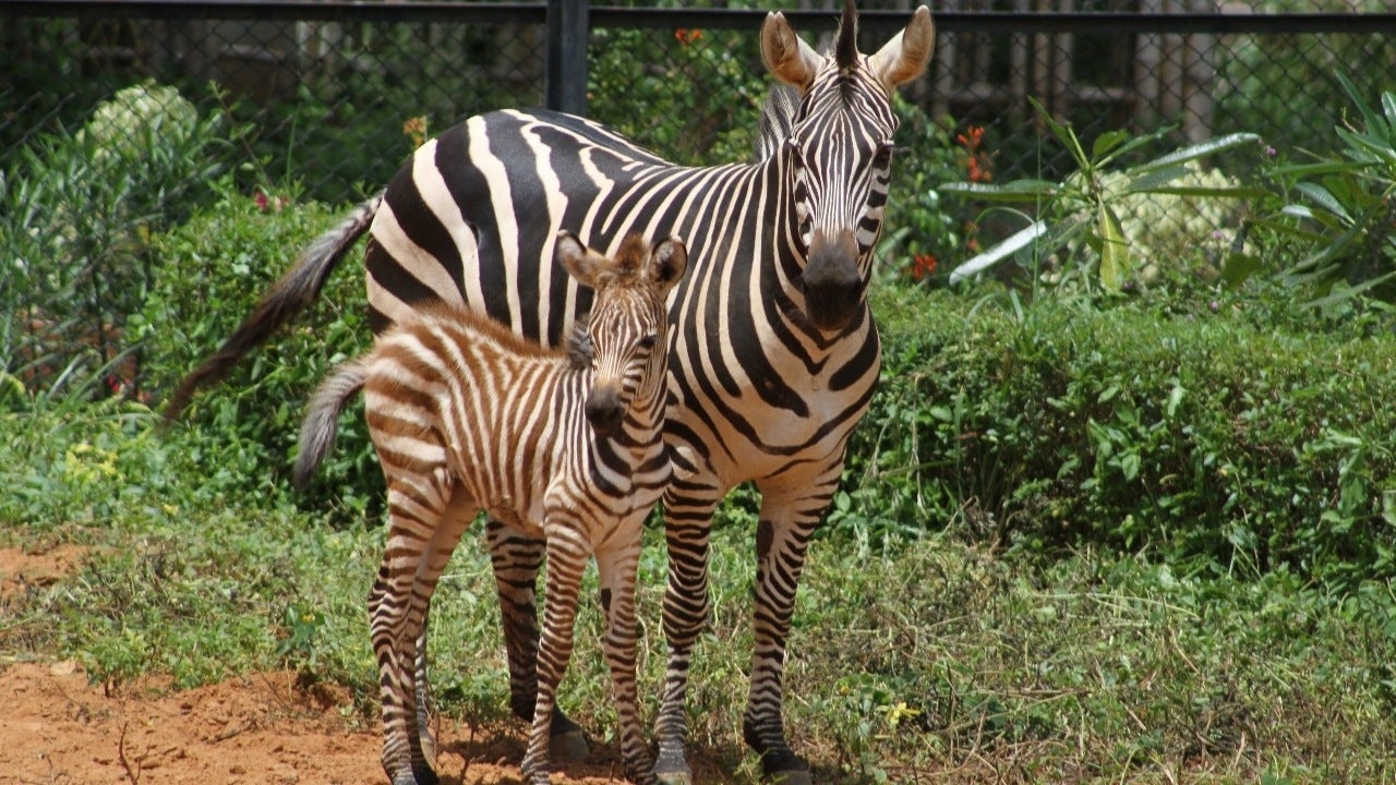 Wildlife Week Female Zebra Foal Born in Bannerghatta Biological Park