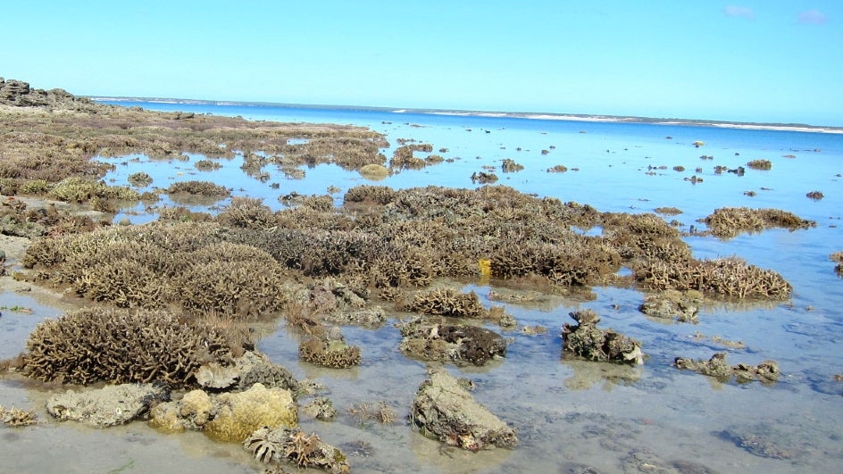 Scientists Discover a Way to Restore Corals; But There's a Catch