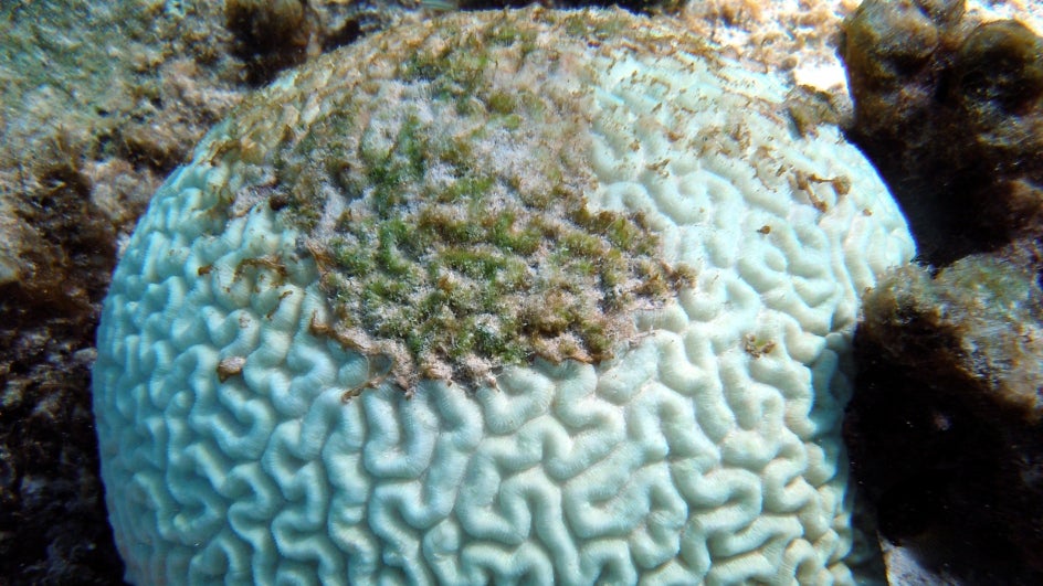 in-coral_bleaching.jpg