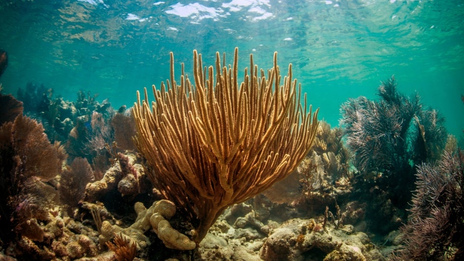 in-coral_reefs.jpg