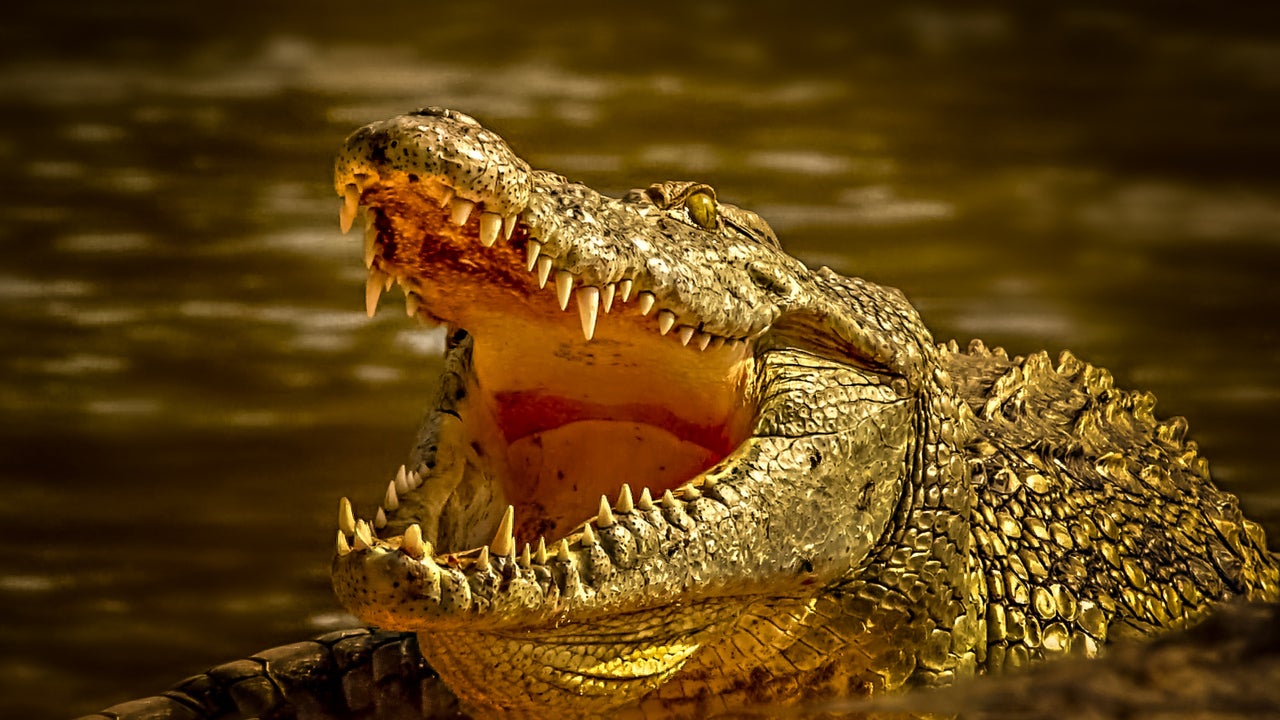 These TwelveFootLong Prehistoric Crocodiles Were Possibly the Largest