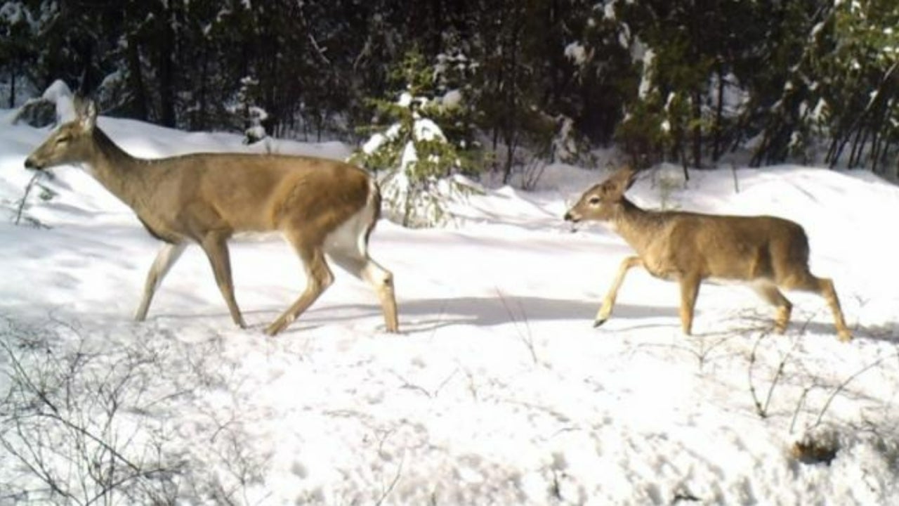 ‘Highly Divergent’ COVID Variant in WhiteTailed Deer May Have Spilt